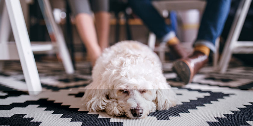 Can Bringing Dogs to Work Help Your Team Become More Productive?
